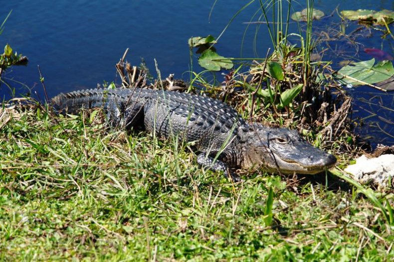 Aligatorius. Evergleidso nacionalinis parkas, JAV