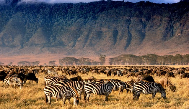 Ngorongoro krateris, Kenija