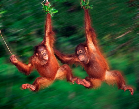 Borneo orangutangai, Malaizija