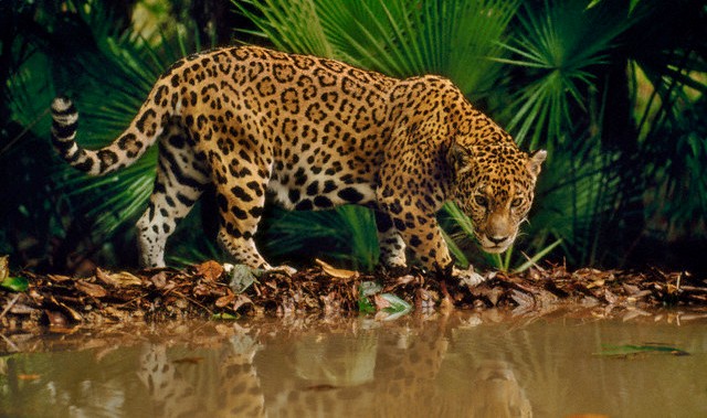Jaguaras, Belizas